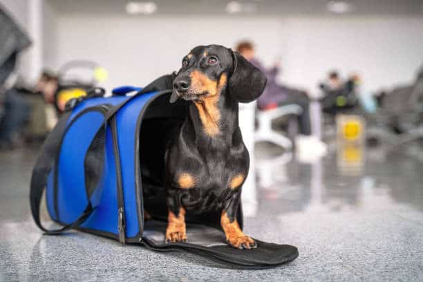 Perro salchicha negro y marrón dentro de un bolso transportador azul en una terminal de transporte, listo para viajar con su propietario.